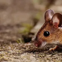 mouse walking across soil
