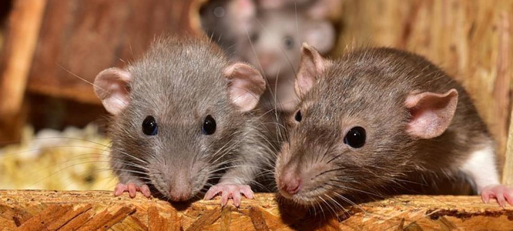 Mice