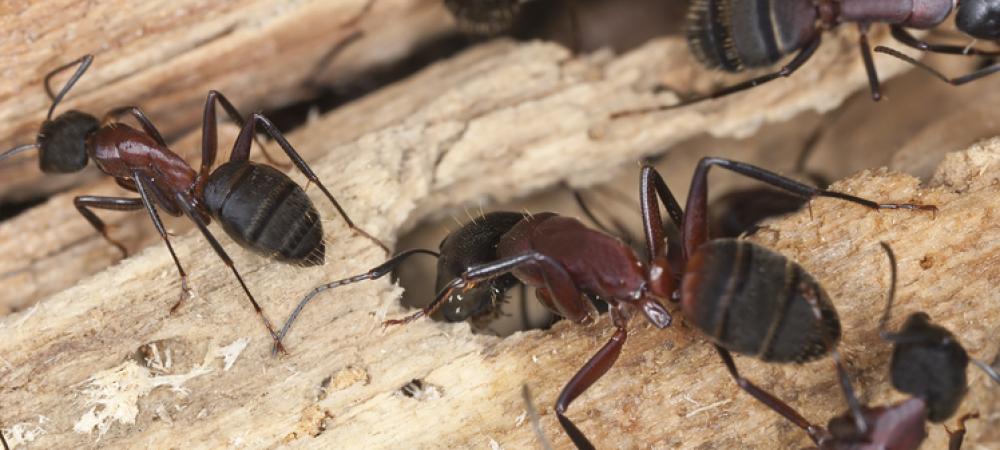 Carpenter Ant