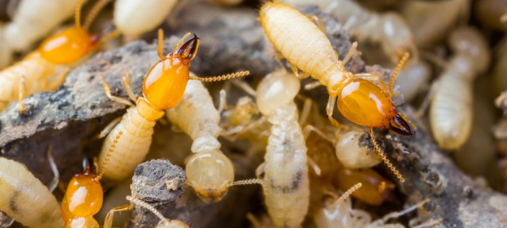 Termites on Wood