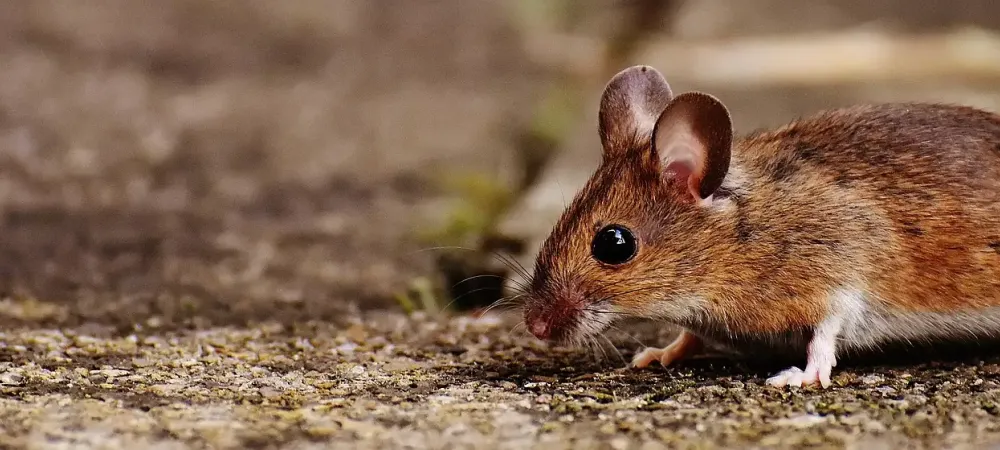 mouse walking across soil