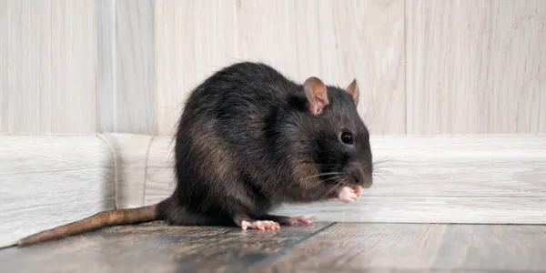 a mouse in a house