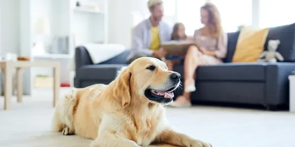 family in living room playing with dog