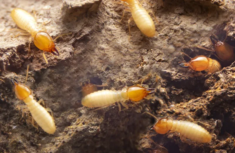 termites on wood